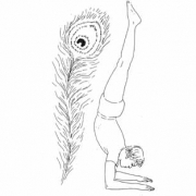 mayurasana tavus kusu pozu 180x180 - Skolyoz için yoga