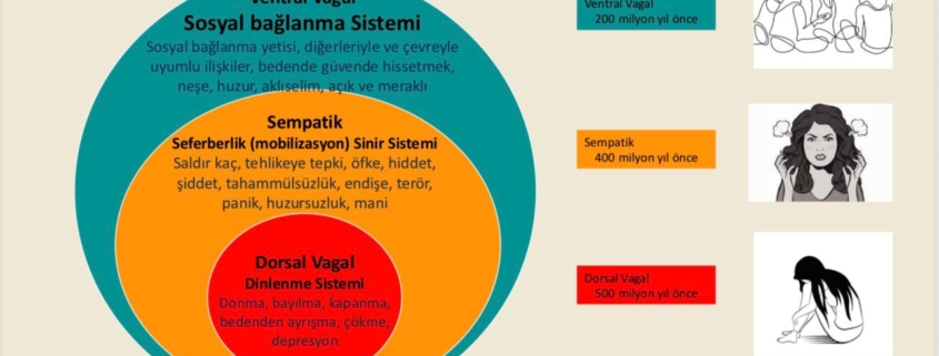 Yoga ve Polivagal Teori Perspektifinden WhatsApp Image 2025 07 20 at 12.16.26 845x321 - Yoga ve Polivagal Teori Perspektifinden