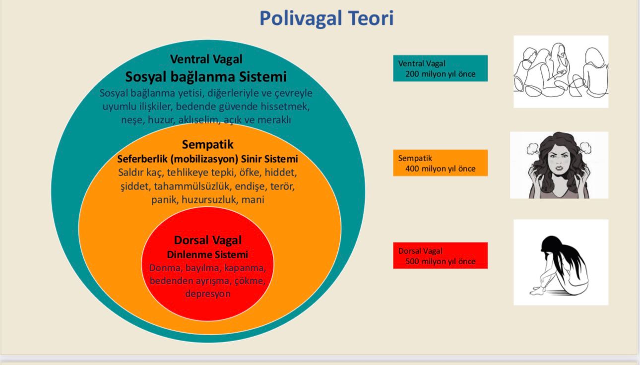 WhatsApp Image 2025 07 20 at 12.16.26 - Yoga ve Polivagal Teori Perspektifinden